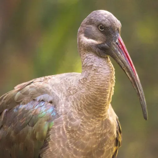 EP 312: Uganda- The Mpa-Bana Bird; The Absent-Minded Bridegroom; The Singer, The Famine (Baskerville)