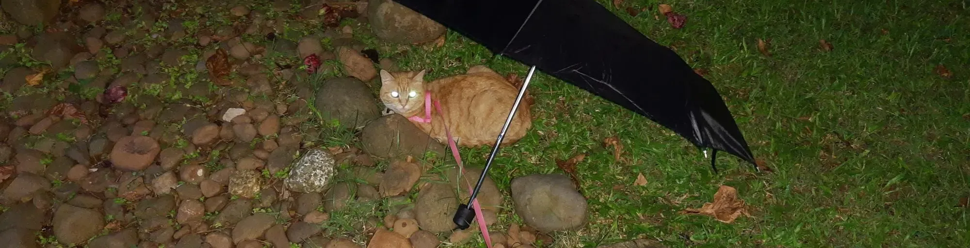 web radio Umbrella Cat