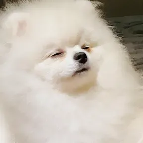 Cita-citaku jadi anjing bontot