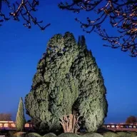 مردمشاهی ۴۱ (جمهوری ایرانی)