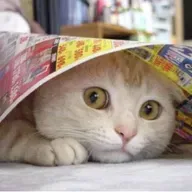 El gato miedoso
