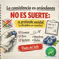 La consistencia en arándanos no es suerte: es protocolo varietal (y disciplina en cosecha)