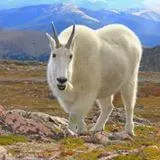 KYGT-LP The Goat 102.7 FM