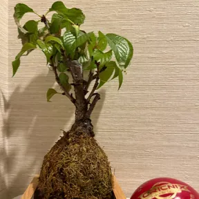 بونسای ژاپنی و مسیرهای سفر
Japanese Bonsai and Travel Routes