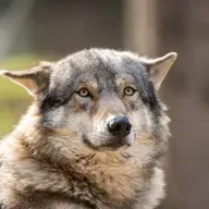 Der Wolf und das Recht