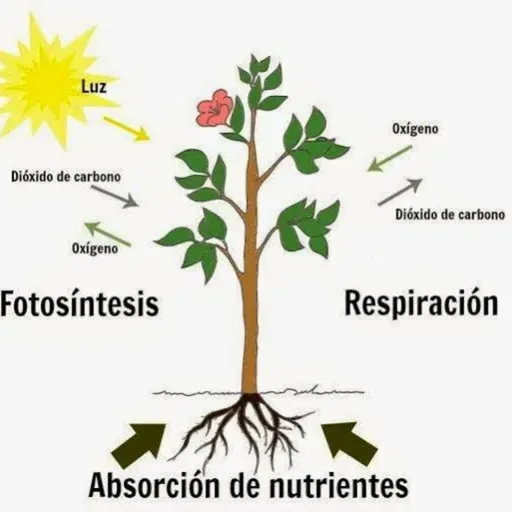 ¿Cómo se alimentan y respiran las plantas?