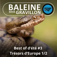 BEST OF D'ÉTÉ #03 Trésors d'Europe 1/2 : Amphibiens et Reptiles (Olivier Marquis)
