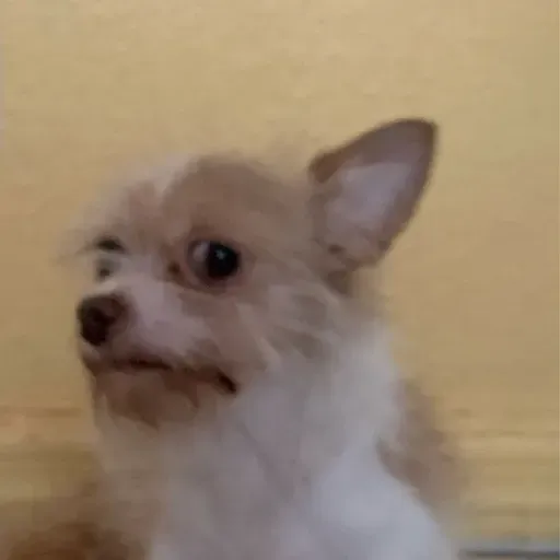 Tema La Culpa Moral del Ser Humano.- RacerFenix (XelaRosales) ElSalvador