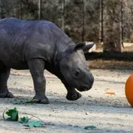 Cut in special education funding, Lessons from the streets of Racine, Rare rhinos move to Milwaukee