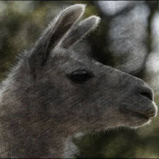 e541 — Invisible Llamas