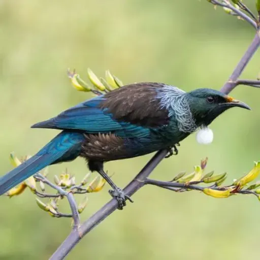 The Tui of New Zealand