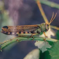 La metamorfosis de los insectos: Las tres formas de crecimiento