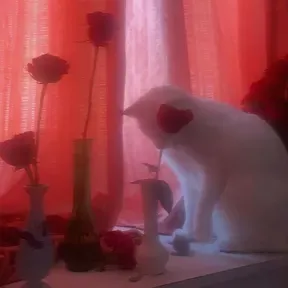 Kitty Kitkat