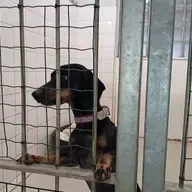 Dzīvnieku labturība: cilvēki arvien pārkāpj dzīvnieku tiesības