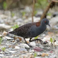 Conserving Wetlands for Black Rails