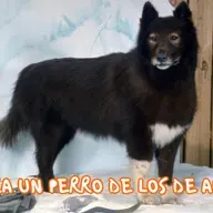 Balto si era un perro de los de antes