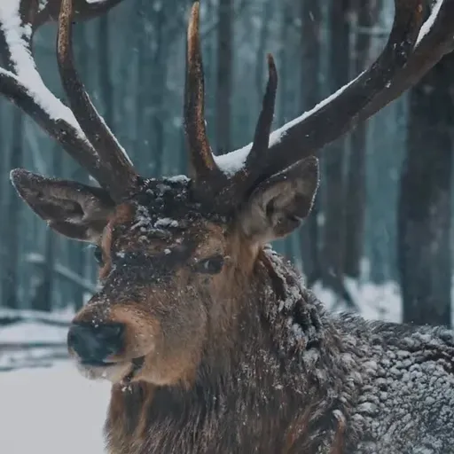 Ummet Ozcan - The Forest Song