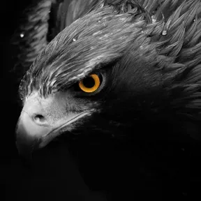 El Despertar del Aguila
