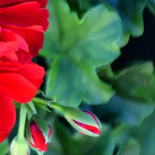 (LEM) L,expres de mitjanit. Poesía del italiano Pier Paolo Passolini.