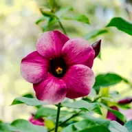 Crossing over "Madam" from Fort Lauderdale, Florida: Ghost Rescue Mediumship Session. S16 Ep3.