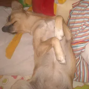 Pankra