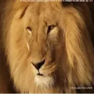 NANE AZEVEDO - QUEBRA MEU ORGULHO