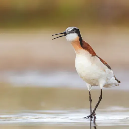 Feathered Females in Charge