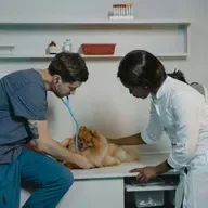 Parte 3: perguntas para fazer ao veterinário na primeira consulta