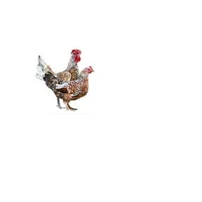 ELGALLINERO