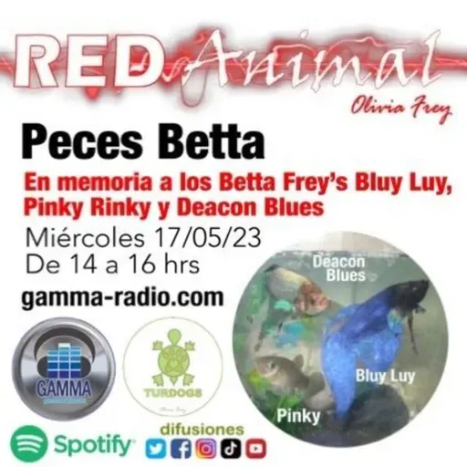 RED ANIMAL CON OLIVIA FREY/PECES BETTA EN MEMORIA A BLUY LUY, PINKY RINKY Y DEACON BLUES FREY