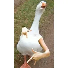 rochaxd