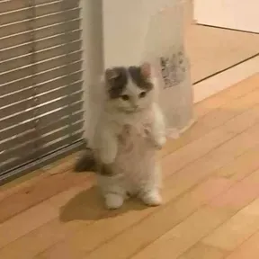 leenkkj