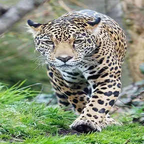 ASABB JAGUAQUARA