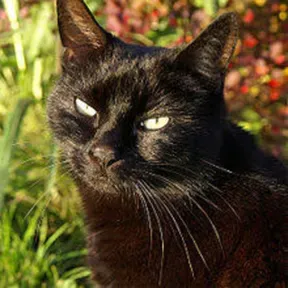 Gato Preto
