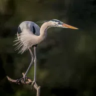 Spark Bird: Ryan Mandelbaum and the Great Blue Heron