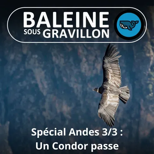 SPÉCIAL ANDES 3/3 : Un Ange, puis un Condor des Andes passe... (Ma vie au Chili)
