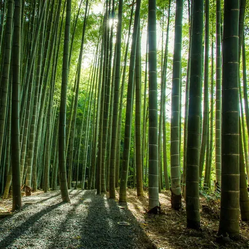 The ancient town, the people, and the bamboo forest