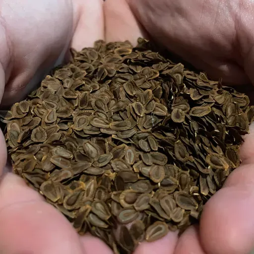 Ep. 552 - Native Plant Seed Supply Chain