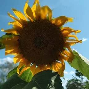 Mulukuku Unica