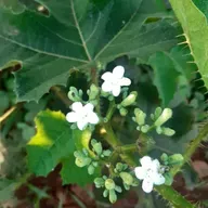 Estação Espírita 55