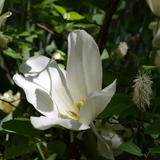 Digging Up Lily's Garden