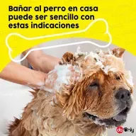 Episodio 120: Bañar al perro en casa puede ser sencillo con estas indicaciones