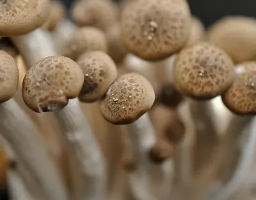 В лес на Рождество. За... грибами