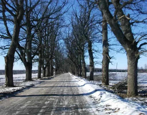 Дубовые аллеи: гордость и национальное достояние