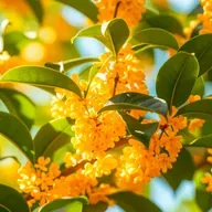 丁立梅：桂 花