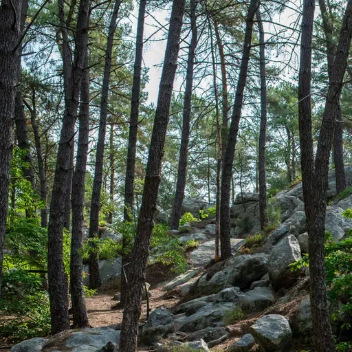 How Spending Time In Nature Helps Our Health