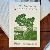 Ep. 547 - Ancient Tree Stories