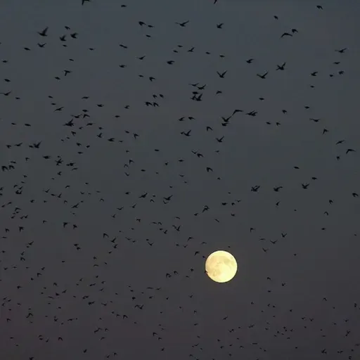 The Music of Birds Migrating in the Night