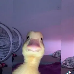O som da bagaceira