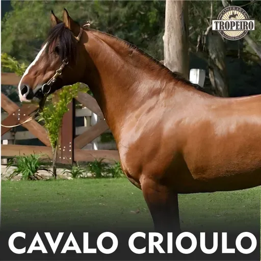 161 - O Cavalo Crioulo